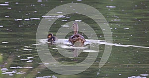 Mallard duck with duckling floating in the pond in summer park. Slow motion. Animals and wildlife concept