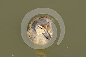 Mallard Duck Duckling