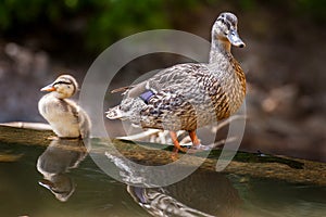 Mallard Duck and Duckling