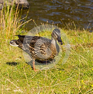 Mallard duck example of wildlife in lake District National Park England uk