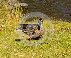 Mallard duck example of wildlife in lake District National Park England uk