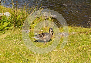 Mallard duck example of wildlife in lake District National Park England uk