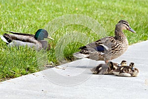 Mallard Duck Family