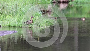 Mallard duck family with ducklings on a riverbank swimming