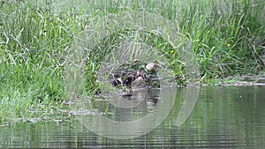Mallard duck family with ducklings on a riverbank swimming and cleaning feathers