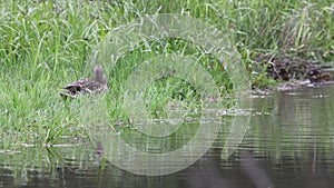 Mallard duck family with ducklings on a riverbank swimming and grooming feathers