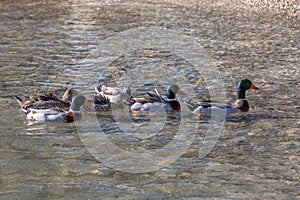 Mallard duck family floating in the blue sea,