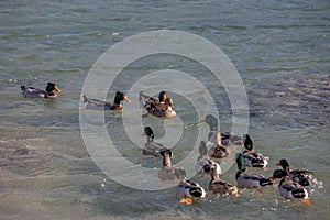 Mallard duck family floating in the blue sea,