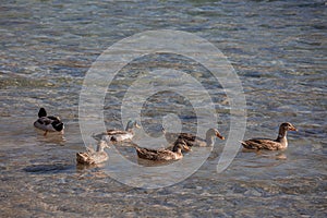 Mallard duck family floating in the blue sea