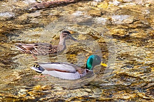 Mallard duck family in the river