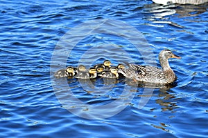 Mallard Duck family swimming on the lake.