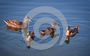 Mallard duck family swimming in a pond