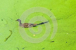 Mallard duck feeding on duck weed in a green overgrown pond