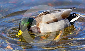 Mallard duck feeding in shallow water