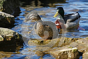 Mallard Duck Female