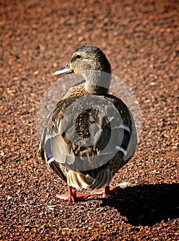 Mallard Duck female