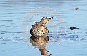 Mallard duck female