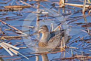 Mallard Duck Female