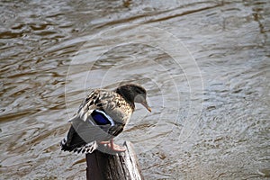 Mallard Duck female