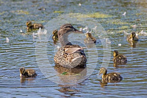 Mallard duck female and chicks in a wetland wildlife area in Minnesota in the Spring