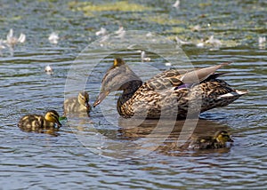 Mallard duck female and chicks in a wetland wildlife area in Minnesota in the Spring