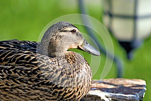 Mallard Duck Female Close 702977