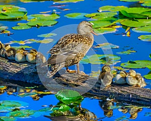 Mallard Duck Female Ducklings Juanita Bay Park Lake Washington K