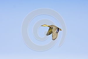 mallard duck female in flight against the blue sky (Anas platyrhynchus)
