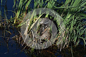 Mallard duck female on the nest