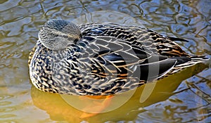 Mallard Duck, female, preening itself