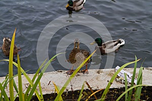 Mallard duck female standing on the banks of the pond.