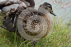 Mallard duck female walking along grassy shoreline. Birds in wildlife