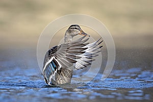 Mallard Duck flapping her wings