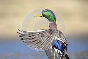 Mallard Duck flapping his wings