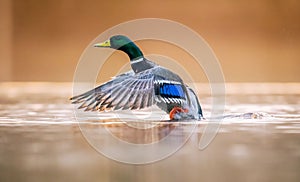 Mallard duck flapping on a tranquil lake photo