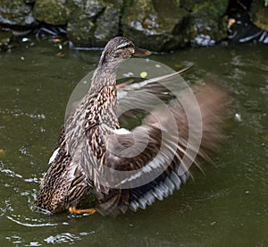Mallard duck flapping wings in a pond.