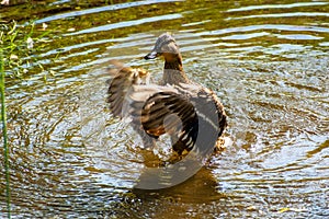 Mallard Duck Flapping Wings in Rippling Water photo