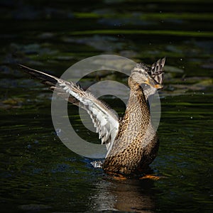 Mallard Duck Flapping Wings in Sunlit Pond photo