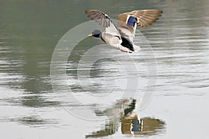 A mallard duck flies over a pond