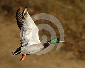 Mallard Duck In Flight