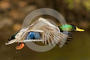 Mallard Duck In Flight