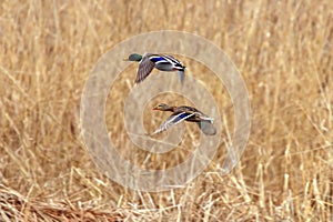 Mallard duck in flight, duck hunting season