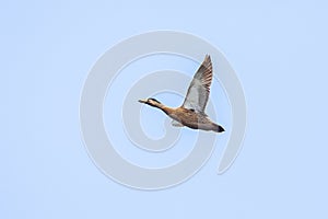 Male Mallard Duck In Flight, Full Wingspan Over Blue Sky photo