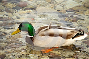 A mallard duck floating