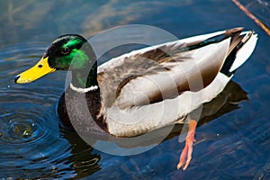 Mallard Duck floating on a clear pond in North Carolina