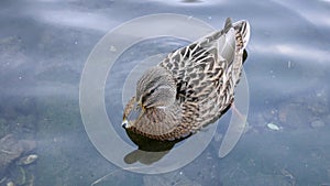 Mallard duck floating on water in detail 4K