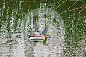 Mallard duck floating on water, Oso Flaco Lake in Oceano, California photo