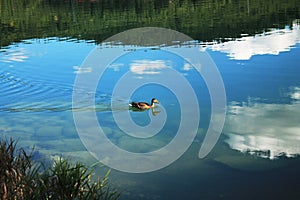 Mallard duck floats on water on background of reflection of sky and clouds