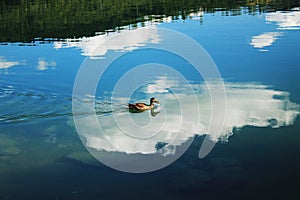 Mallard duck floats on water on background of reflection of sky and clouds