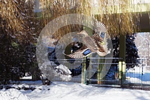 Mallard duck flying